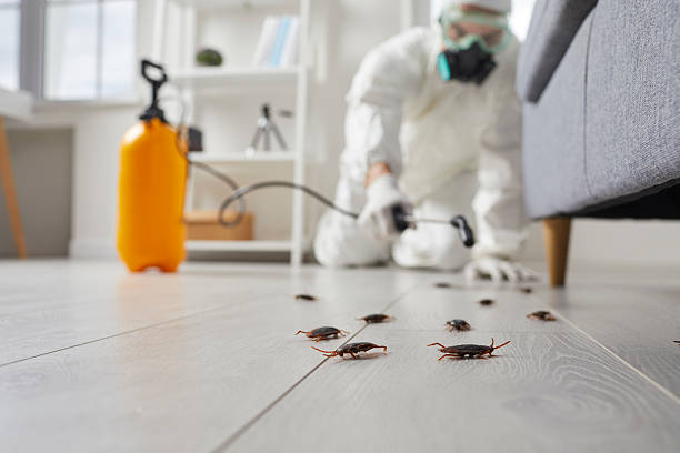 Affordable Termite Control solutions in Vinton, VA